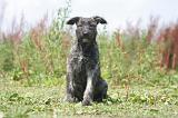 BOUVIER DES ARDENNES 318